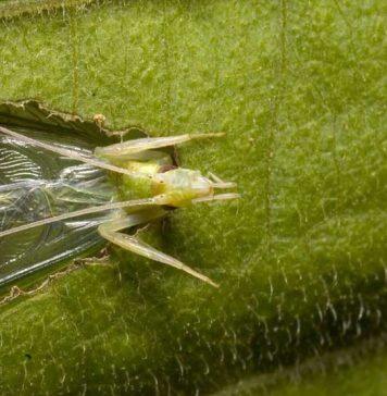 Animals like crickets use the ground to amplify calls: Western study