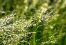 University of Melbourne and University of Tasmania to establish Australia’s first national air quality and pollen service