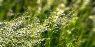 University of Melbourne and University of Tasmania to establish Australia’s first national air quality and pollen service