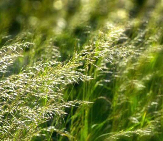 University of Melbourne and University of Tasmania to establish Australia’s first national air quality and pollen service