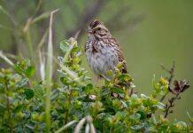 Cracking the code: Genome sequencing reveals why songbirds are larger in colder climates