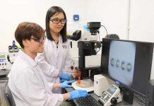 NUS team discovers new method of cultivating human norovirus using zebrafish embryo