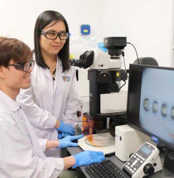 NUS team discovers new method of cultivating human norovirus using zebrafish embryo