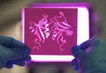 Fungus-fighting protein key to overcoming autoimmune disease and cancer