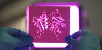 Fungus-fighting protein key to overcoming autoimmune disease and cancer