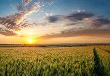 Net zero emissions from Australian agriculture: a challenge and opportunity