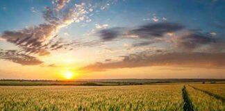 Net zero emissions from Australian agriculture: a challenge and opportunity