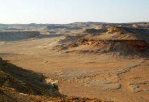 Study provides insights into diets of early primates