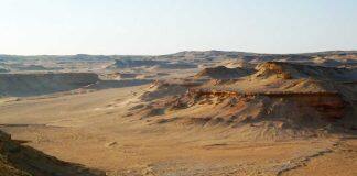 Study provides insights into diets of early primates