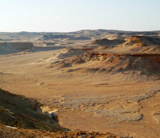 Study provides insights into diets of early primates