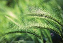 Sugar permeation discovered in plant aquaporins