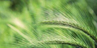 Sugar permeation discovered in plant aquaporins