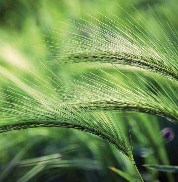 Sugar permeation discovered in plant aquaporins