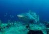 Shipwrecks offer insights into subsea ecology