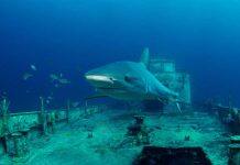 Shipwrecks offer insights into subsea ecology