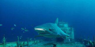 Shipwrecks offer insights into subsea ecology