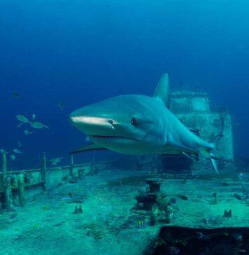 Shipwrecks offer insights into subsea ecology