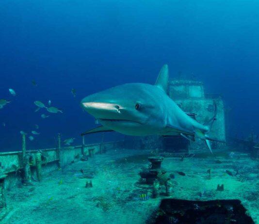 Shipwrecks offer insights into subsea ecology