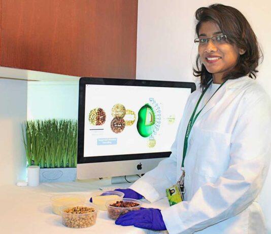 Research is making faba beans a better source of protein