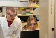 Liver can generate palmitic acid to maintain brain health, study suggests