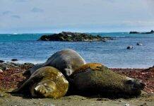 Male southern elephant seals are picky eaters, study suggests