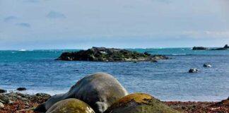 Male southern elephant seals are picky eaters, study suggests