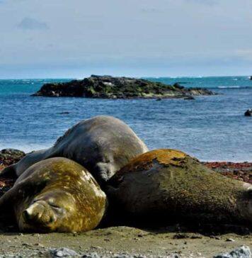 Male southern elephant seals are picky eaters, study suggests