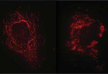 Researchers uncover the hidden wonder of cells