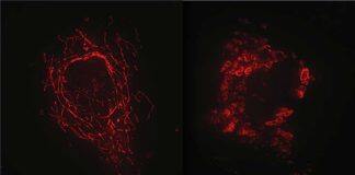 Researchers uncover the hidden wonder of cells