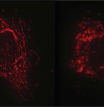 Researchers uncover the hidden wonder of cells