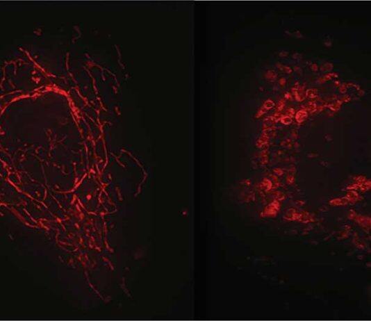 Researchers uncover the hidden wonder of cells