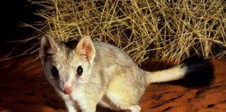 Meet the kowari: a pint-sized predator on the fast track to extinction