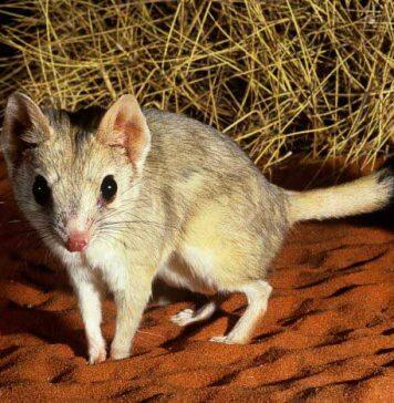 Meet the kowari: a pint-sized predator on the fast track to extinction