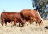 Can mRNA vaccines help boost livestock production?