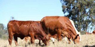 Can mRNA vaccines help boost livestock production?