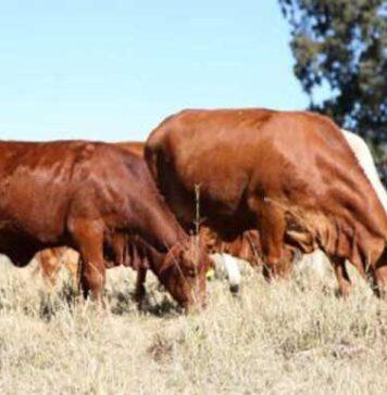 Can mRNA vaccines help boost livestock production?