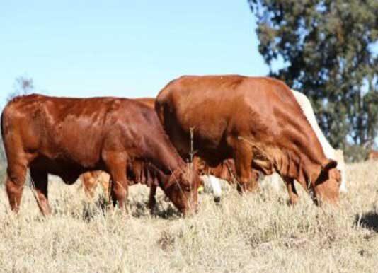 Can mRNA vaccines help boost livestock production?