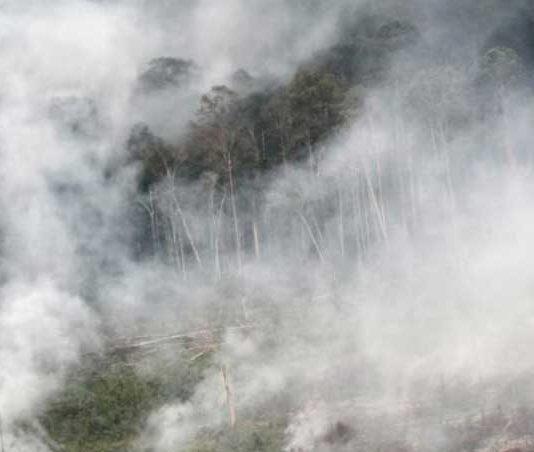 Ghost roads in South-East Asia speed nature’s destruction