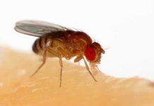 Fruit fly helps unlock clues about how organs, tissue and cancer grow
