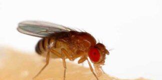 Fruit fly helps unlock clues about how organs, tissue and cancer grow