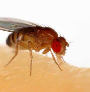 Fruit fly helps unlock clues about how organs, tissue and cancer grow