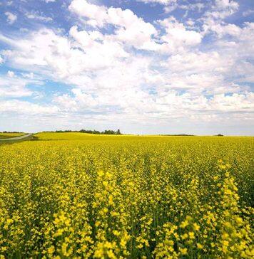 Greater fuel resilience needed – study