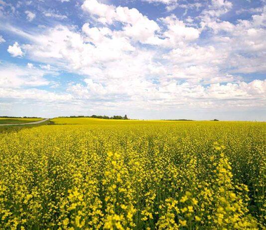 Greater fuel resilience needed – study