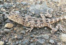 Saving Queensland’s earless dragons