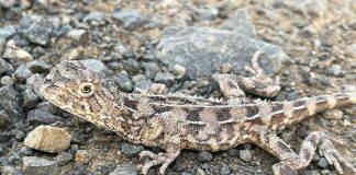 Saving Queensland’s earless dragons
