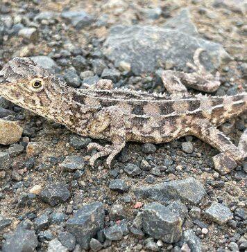 Saving Queensland’s earless dragons