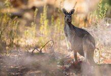 Australian study proves ‘humans are planet’s most frightening predator’