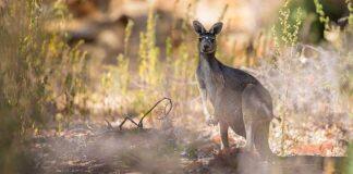 Australian study proves ‘humans are planet’s most frightening predator’