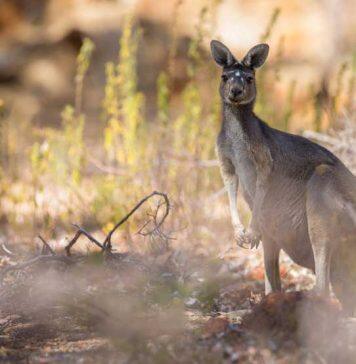 Australian study proves ‘humans are planet’s most frightening predator’