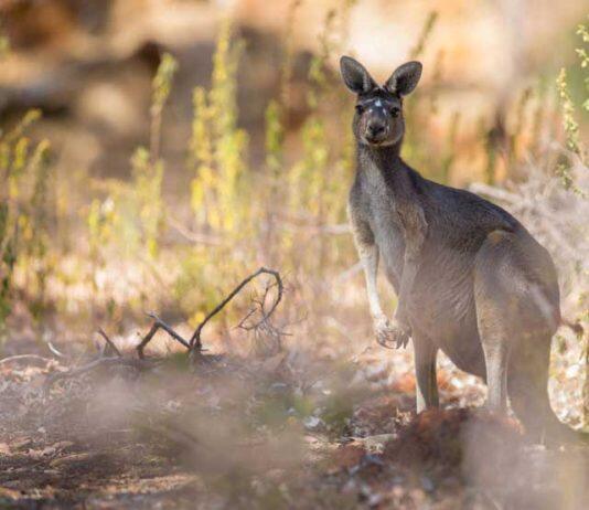 Australian study proves ‘humans are planet’s most frightening predator’
